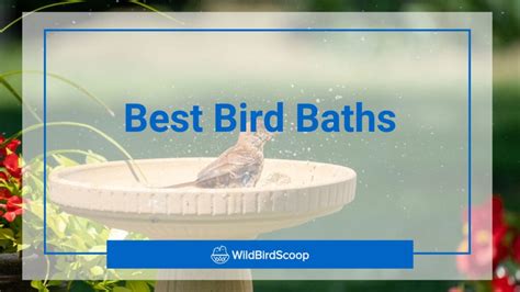 bird baths     choose