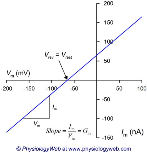 Membrane Ionic Current Equations Resting Membrane Potential