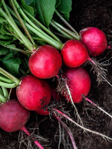 Tubérculos O Que São E Quais Os Benefícios Para A Saúde Agro Estadão