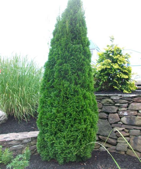 Emerald Green Arborvitae Bower And Branch Arborvitae Tree Emerald Green Arborvitae Trees And