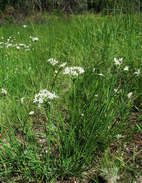 Allium ramosum - Изображение особи - Плантариум