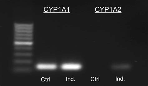 Induction Of Cytochrome P450 1A1 And 1A2 Gene Expression By