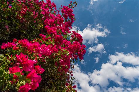 Blue Bougainvillea Flower