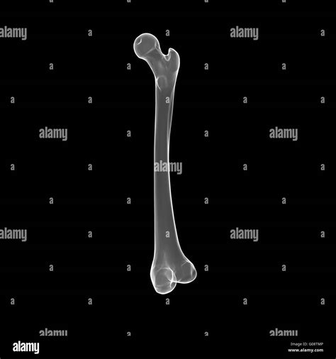 Bone Structure Hi Res Stock Photography And Images Alamy