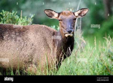Wapiti Deer Fotos Und Bildmaterial In Hoher Auflösung Alamy