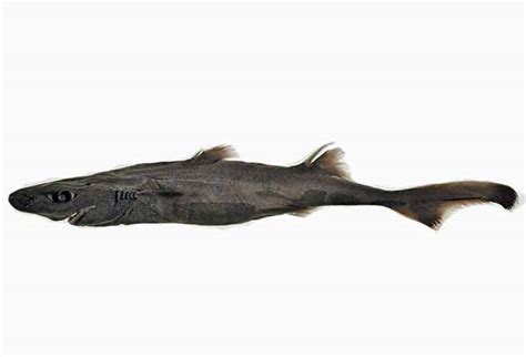 Dwarf Lantern Shark