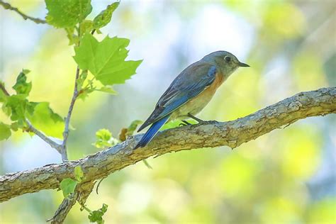 Solve Western Bluebird Jigsaw Puzzle Online With Pieces