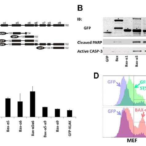 Subcellular localization of the GFP-tagged Bax-derived (poly)peptides ... 