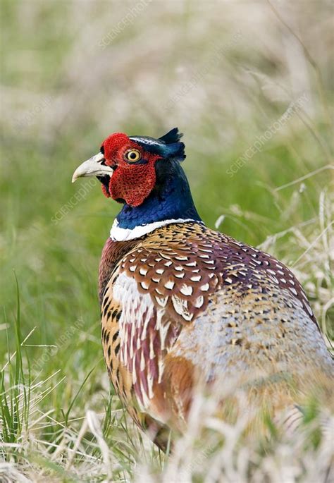 Male pheasant - Stock Image - C001/0681 - Science Photo Library