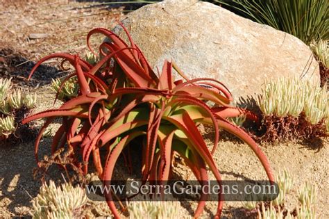 Aloe Vanbalenii Crawling Octopus Cacti