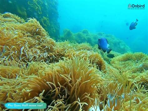 Private Snorkeling Trip To Half Moon Reef Coral Mountain In Phu Quoc