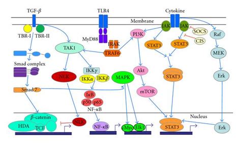 The Jak Stat Signaling Pathway Transmits Information From