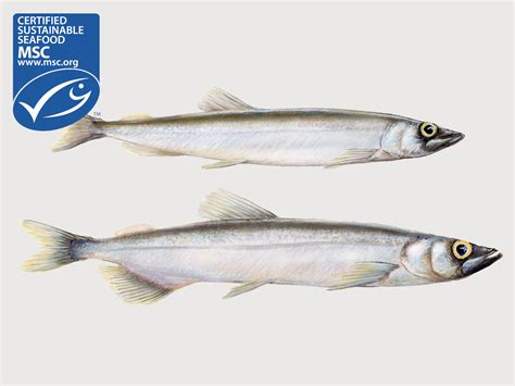 Icelandic capelin is MSC certified