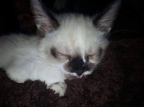 Ragdoll siamese mix kittens for Sale in Milwaukee, Wisconsin Classified ...