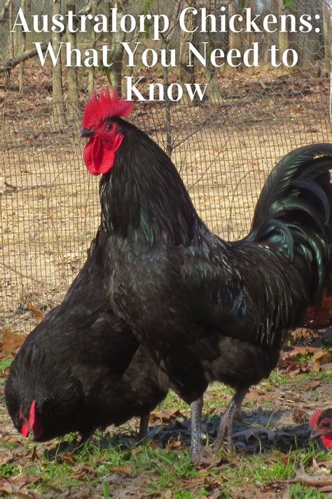 Australorp Chickens Your Essential Guide • The Farmer S Lamp Black Star Chickens Chickens