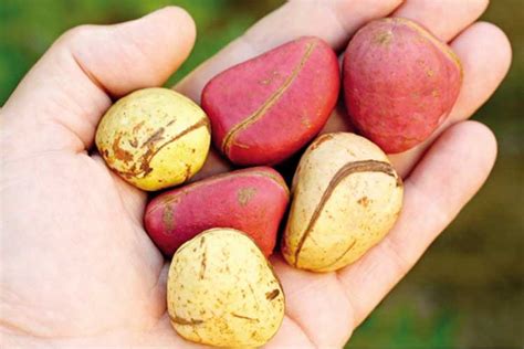 10 Health Benefits Of Kola Nut Everyone Must Know - Fans Lite