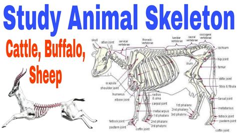 Animal Skeleton Parts Cattle Skeleton Body Parts Buffalo Skeleton