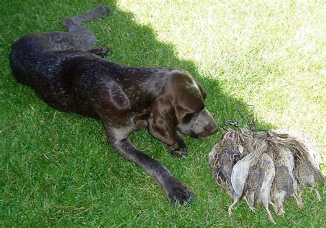 Perdiguero De Burgos Razas Perros Mascotas