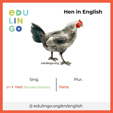 hen  english writing  pronunciation  pictures