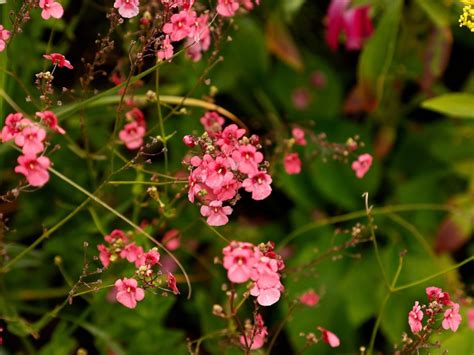 10 Diascia 'Twinspur' Garden Varieties | Horticulture.co.uk