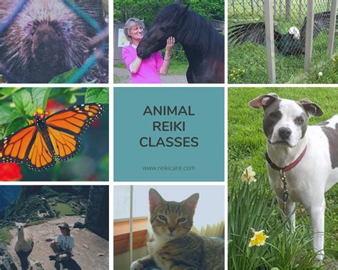 Animal Reiki Classes | ReikiCare