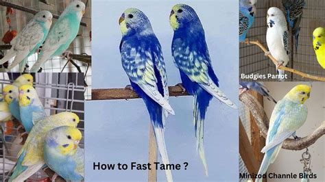 How To Fast Tame A Budgie Budgies Mating Budgies Parrot Breeding