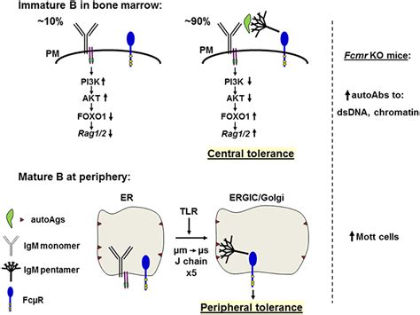 Frontiers Functional Roles Of The IgM Fc Receptor In The Immune System