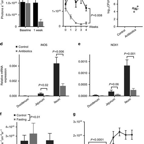 Inos And Nox1 Dependent Production Of Ileal Ros A B L 012 Mediated Download Scientific