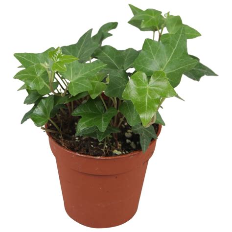 Hedera Helix Plant Wholesale Floraccess