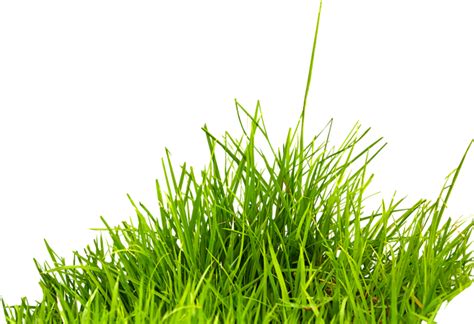 草