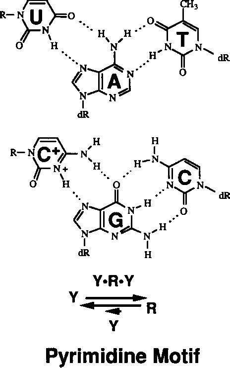 Figure 5 From Recognition Of Duplex Dna By Rna Polynucleotides