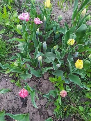 Черешня "Мелітопольська чорна" великоплідна (літній сорт, ранньо ...