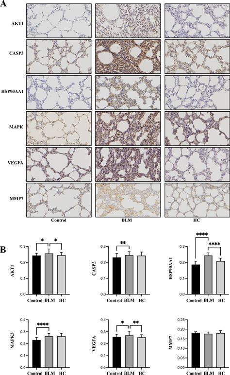 A Immunohistochemical Staining Of Lung Tissue Sections B Download Scientific Diagram