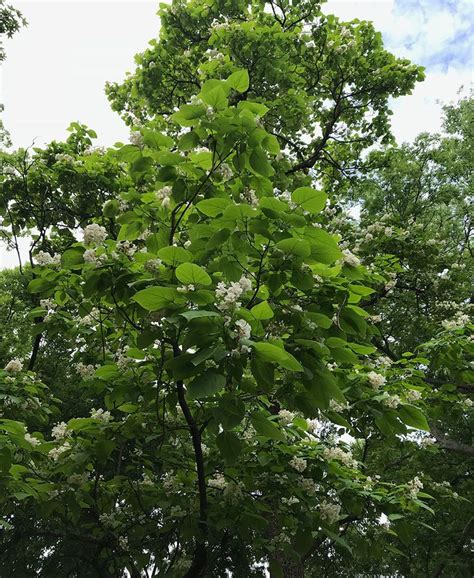 Catalpa Trees, Catawba Worms, and Southern Lore - Fine Gardening | Catawba worms, Catawba tree ...