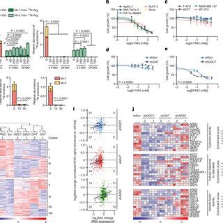 OAT Inhibition Suppresses PDA And Alters Its Transcriptome Similar To