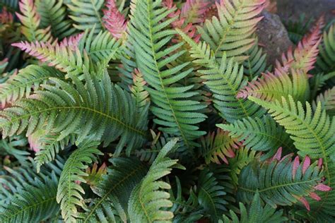 How To Grow Autumn Ferns Gardeners Path