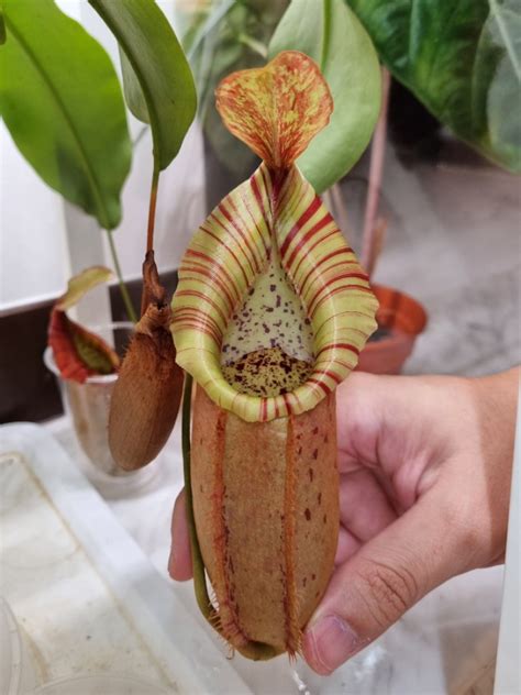 Nepenthes Veitchii Bario X Northiana Furniture Home Living