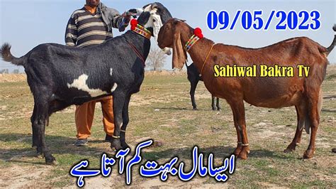 Bakra Mandi Sahiwal Pure Amritsari Beetal Big Size Gabhan Bakriyan