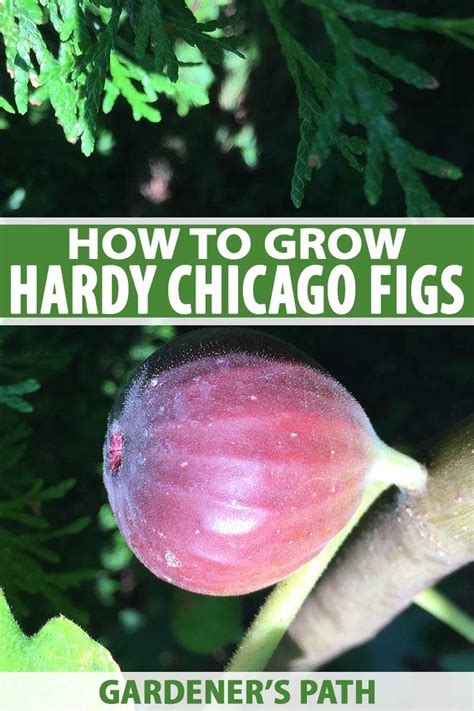 How To Grow Hardy Chicago Fig Trees Gardener’s Path