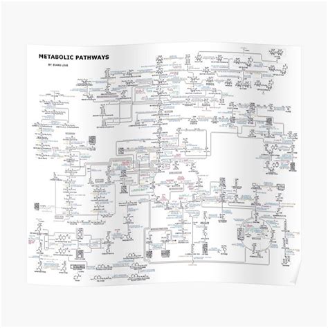 "The metabolic Pathway" Poster for Sale by ScienceStores | Redbubble