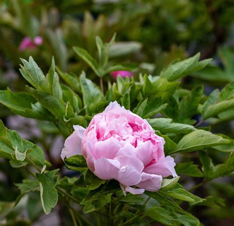 Peony Pink Flower Free Photo On Pixabay Pixabay