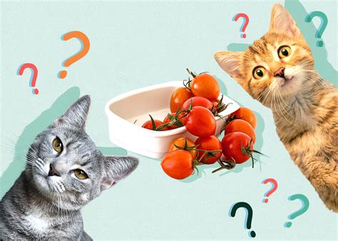 Can Cats Eat Tomatoes Facts And Faq Excited Cats