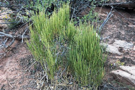 Ephedra Sp Mormon Tea Canyon De Chelly Arizona Usa 2 A Photo