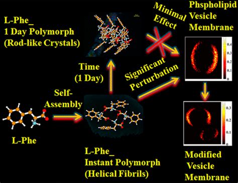 Aging Dependent Morphological Crystallinity Determines Membrane