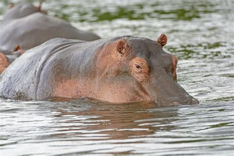 Hipopótamo Salvaje En El Nilo Foto De Archivo Imagen De Agua