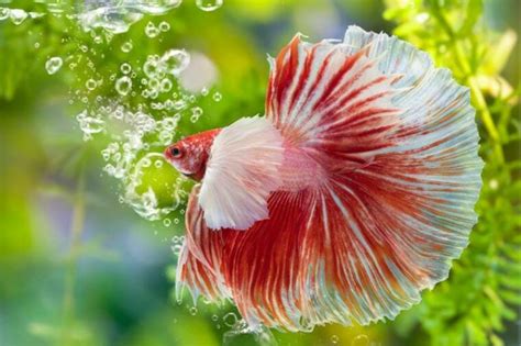 10 Rare Betta Fish Colors (with Pictures) | Pet Keen