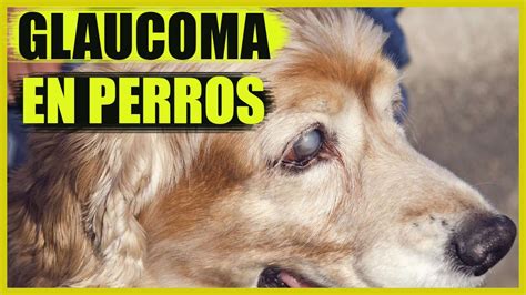 Glaucoma en perros Síntomas causas y tratamiento YouTube