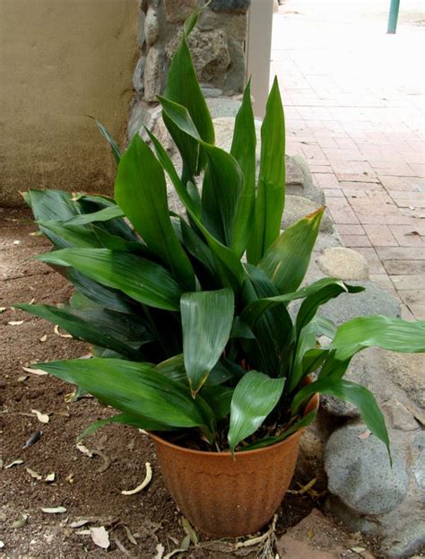 Aspidistra Elatior Plant Plantslive