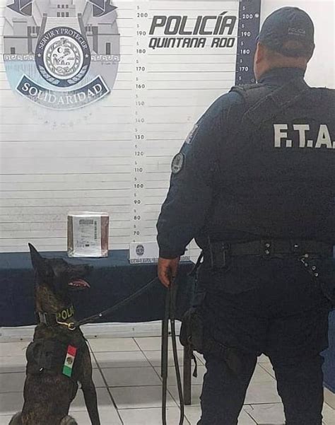 Oficial Canino Detecta Droga En La Quinta Avenida