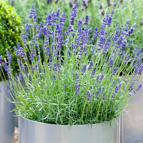 Lavandula angustifolia - English Lavender | Free UK Delivery Over £50